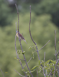 Dickcissel 2465